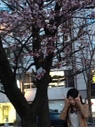 sasaki_sakura_01.